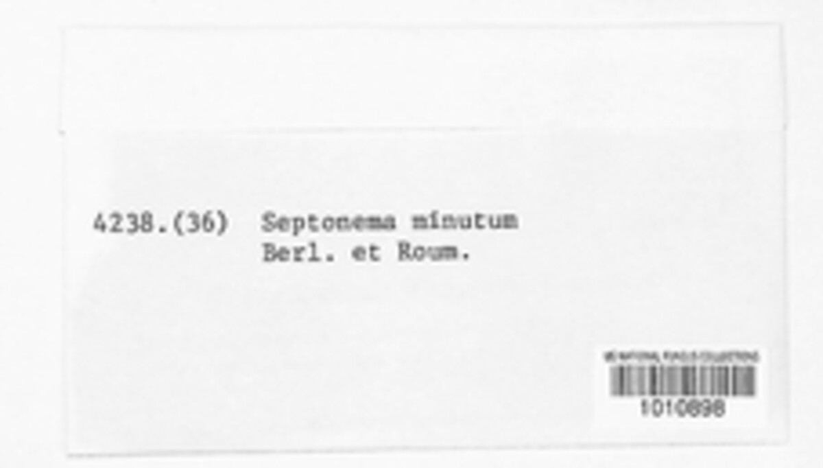 Septonema image